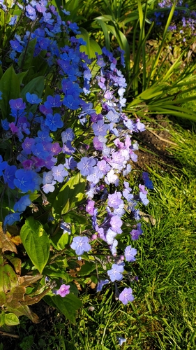 Image of Omphalodes cappadocica by (c) Paras, some rights reserved (CC BY)