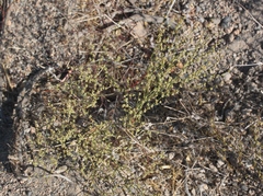 Eriogonum brachyanthum