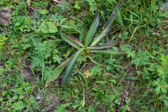 Gentiana decumbens