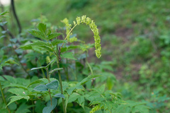 Actaea cimicifuga