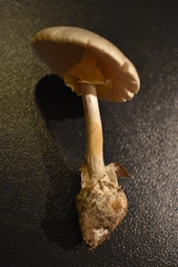 Amanita magnivelaris