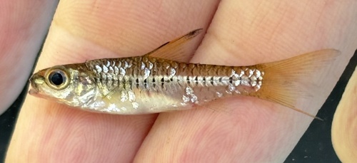 Blackstripe Barb