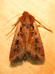 Euxoa ochrogaster
