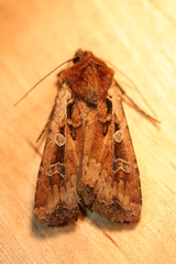 Euxoa ochrogaster