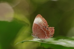 Abisara saturata kausambioides