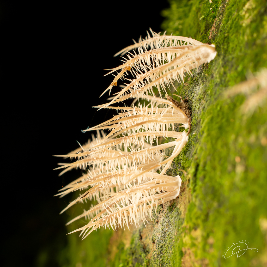 Pterulicium sprucei
