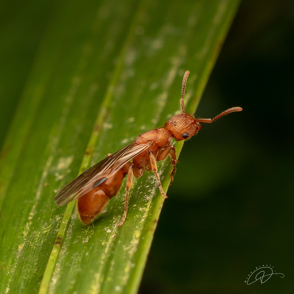 Acanthoponera mucronata