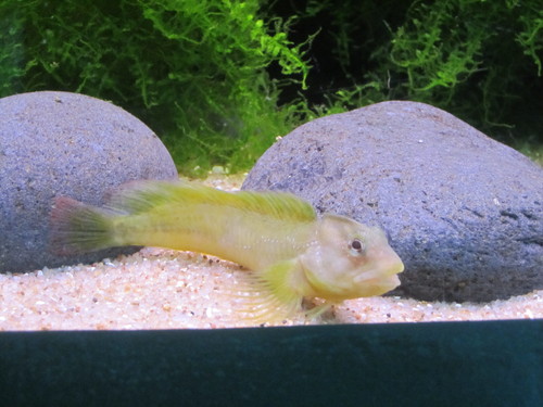 Salariopsis fluviatilis
