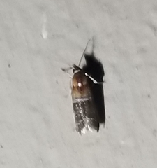 Moodna pallidostrinella