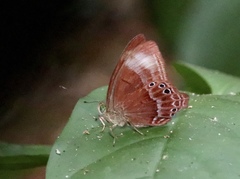 Abisara geza