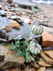 Silene uralensis