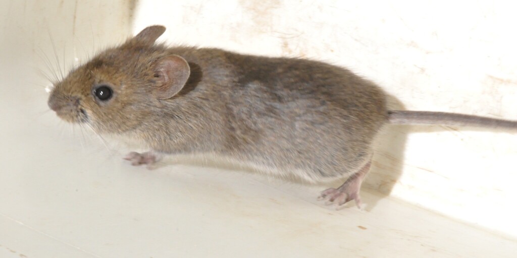 Southern Pericote