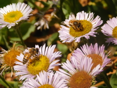 Apis mellifera