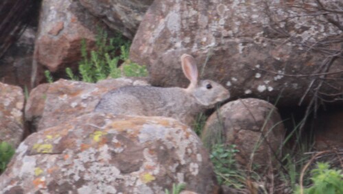 Hewitt's Red Rock Hare