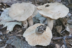 Lactarius fumosus