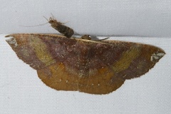 Astygisa chlororphnodes