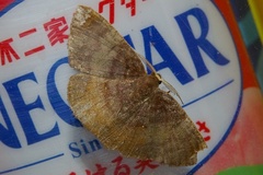 Astygisa chlororphnodes