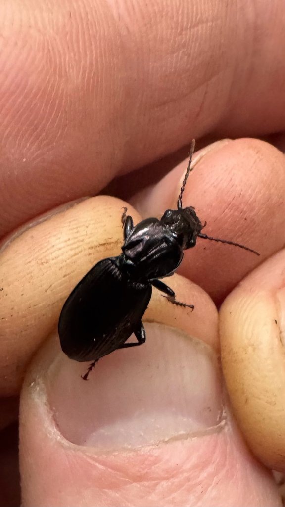 Megadromus lobipes
