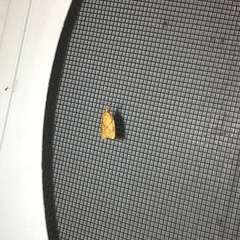 Cenopis reticulatana