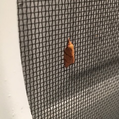 Cenopis reticulatana