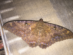 Ascalapha odorata