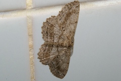 Hypomecis crassestrigata