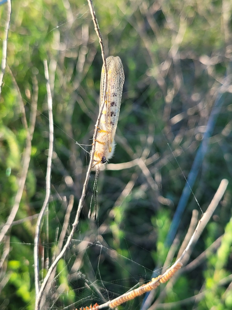 Ululodes vetulus