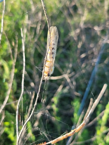 Ululodes vetulus