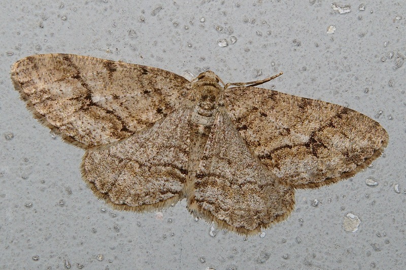 Ectropis obliqua