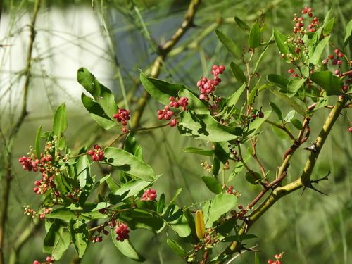 Image of Muehlenbeckia sagittifolia by (c) Pablo H Capovilla, some rights reserved (CC BY)
