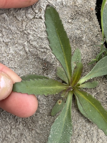 iNaturalist observation photo of mule fat