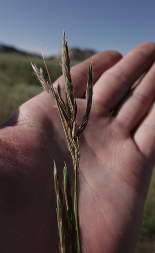 Image of Andropogon hallii by (c) Colin Croft, some rights reserved (CC BY)