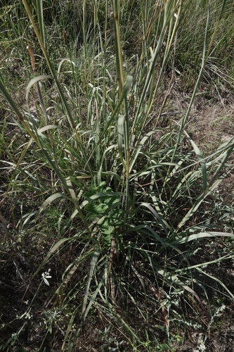 Image of Andropogon hallii by (c) Colin Croft, some rights reserved (CC BY)