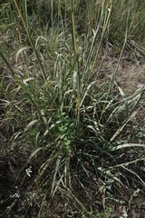 Andropogon hallii