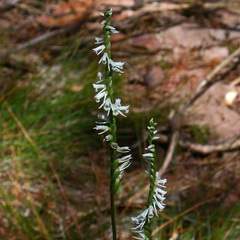 Spiranthes lacera lacera