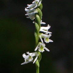 Spiranthes lacera lacera