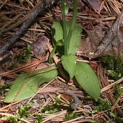 Spiranthes lacera lacera