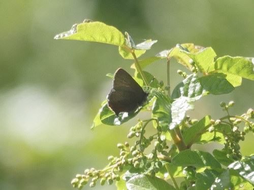 iNaturalist observation photo of Western Brown Elfin