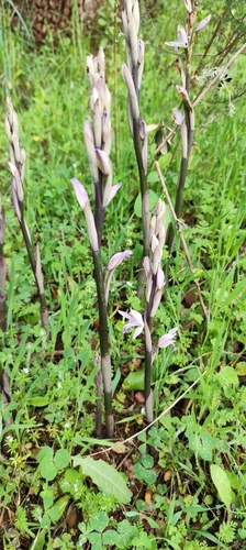Image of Limodorum trabutianum by (c) Santiago Martín-Bravo, some rights reserved (CC BY)