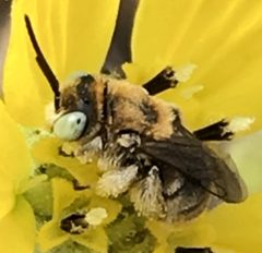 Anthophorula