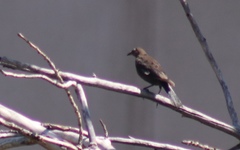 Euphagus cyanocephalus