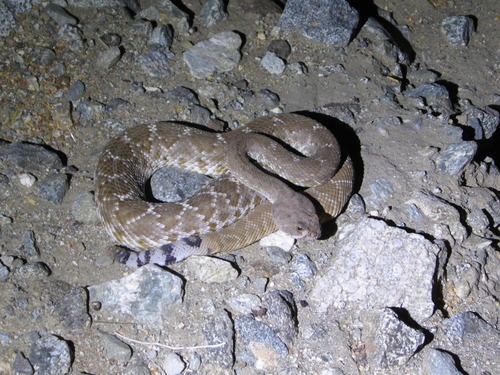 iNaturalist observation photo of Red Diamond Rattlesnake