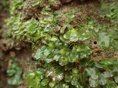 Symphyogyna hymenophyllum