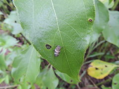 Aeneolamia albofasciata