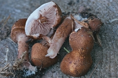 Lepiota boudieri