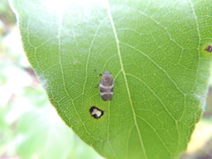 Aeneolamia albofasciata