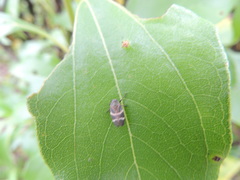 Aeneolamia albofasciata