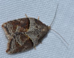 Acleris maccana