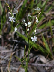 Polygonella articulata