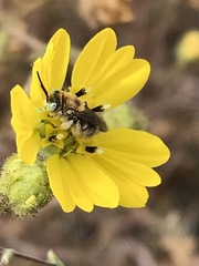 Anthophorula